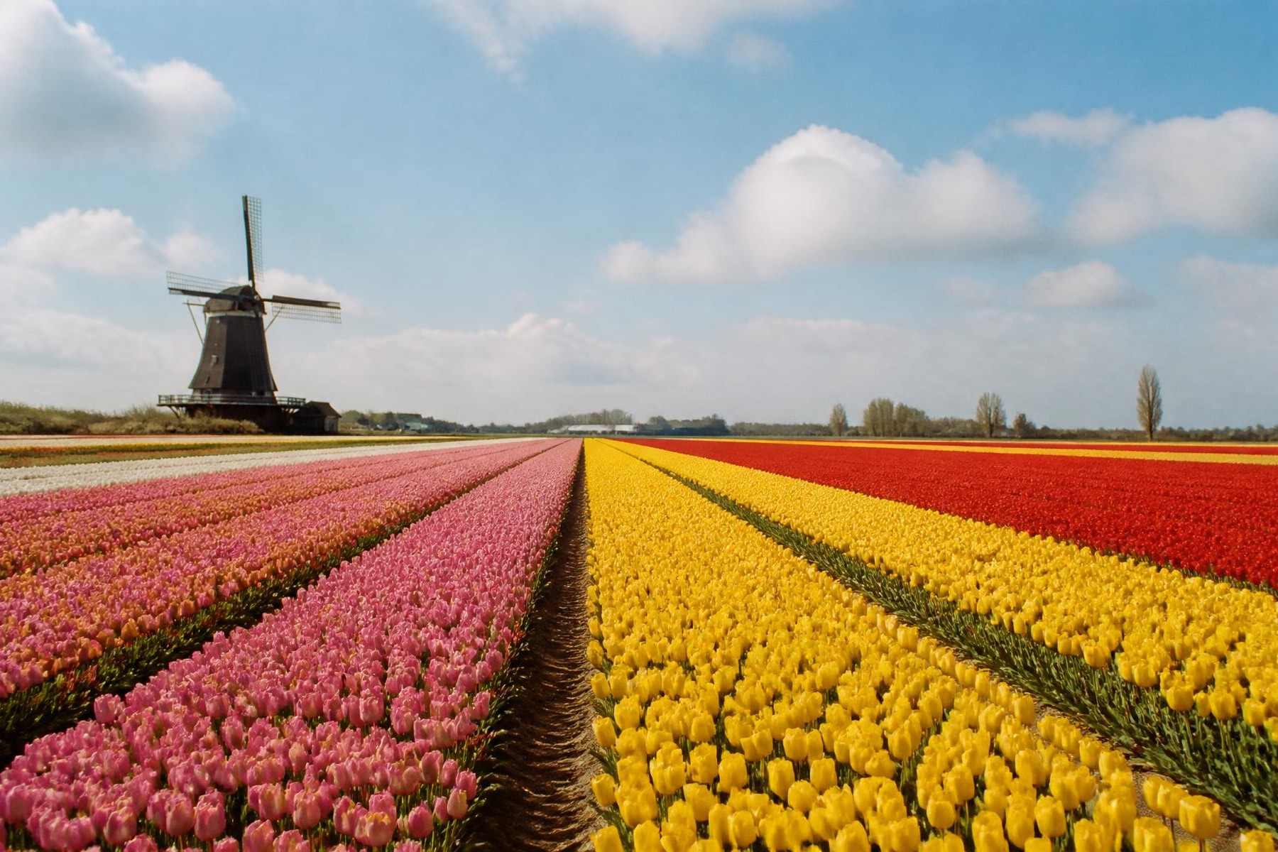 Campos coloridos de tulipas sob céu aberto na Holanda, roteiro personalizado em Holanda